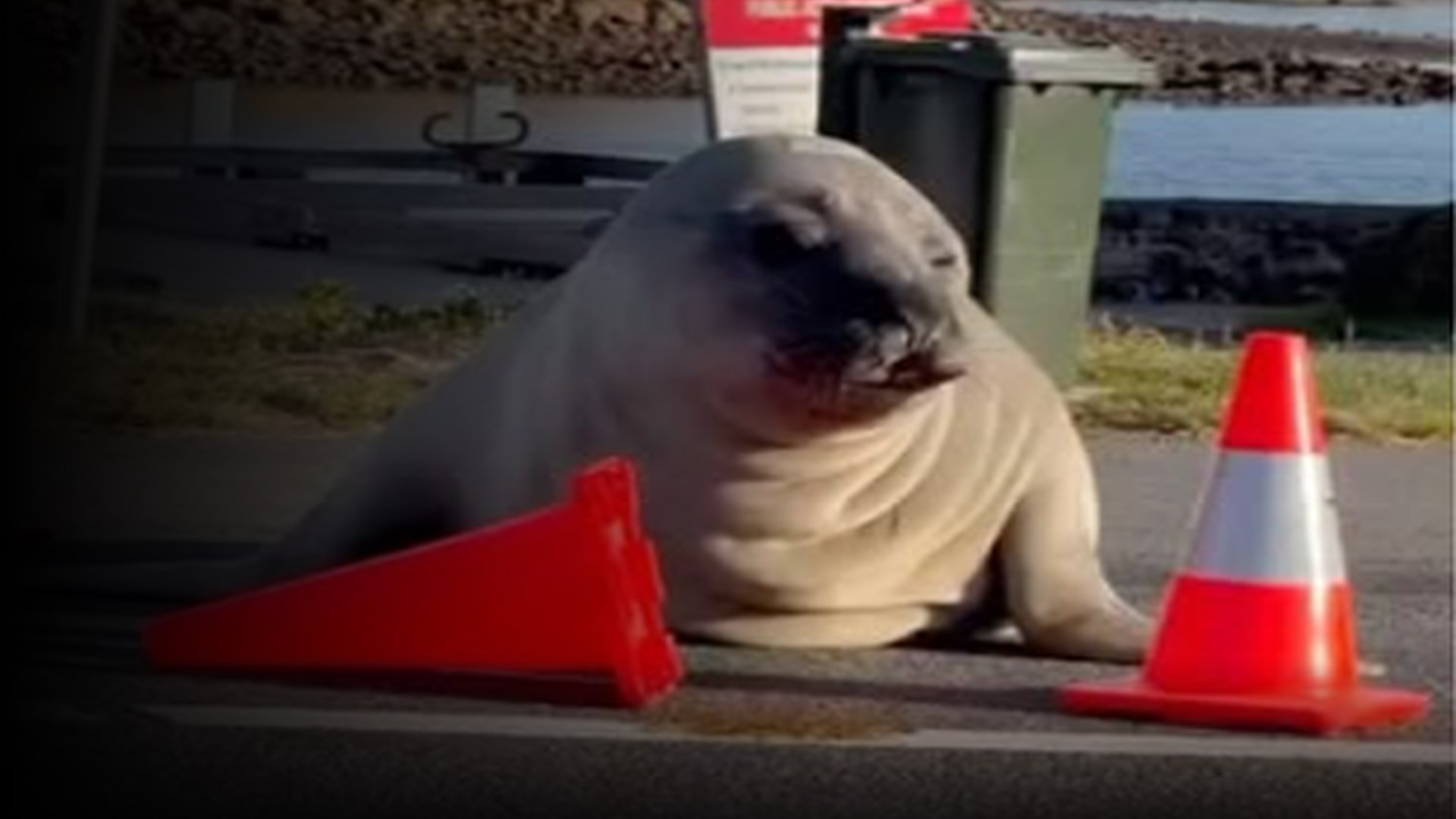 Neil the Seal
