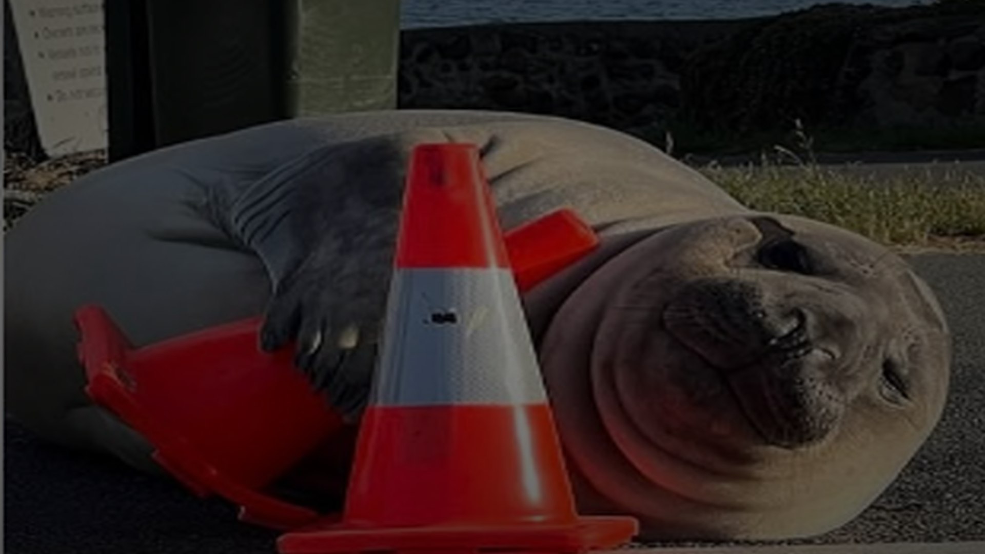 Neil the Seal