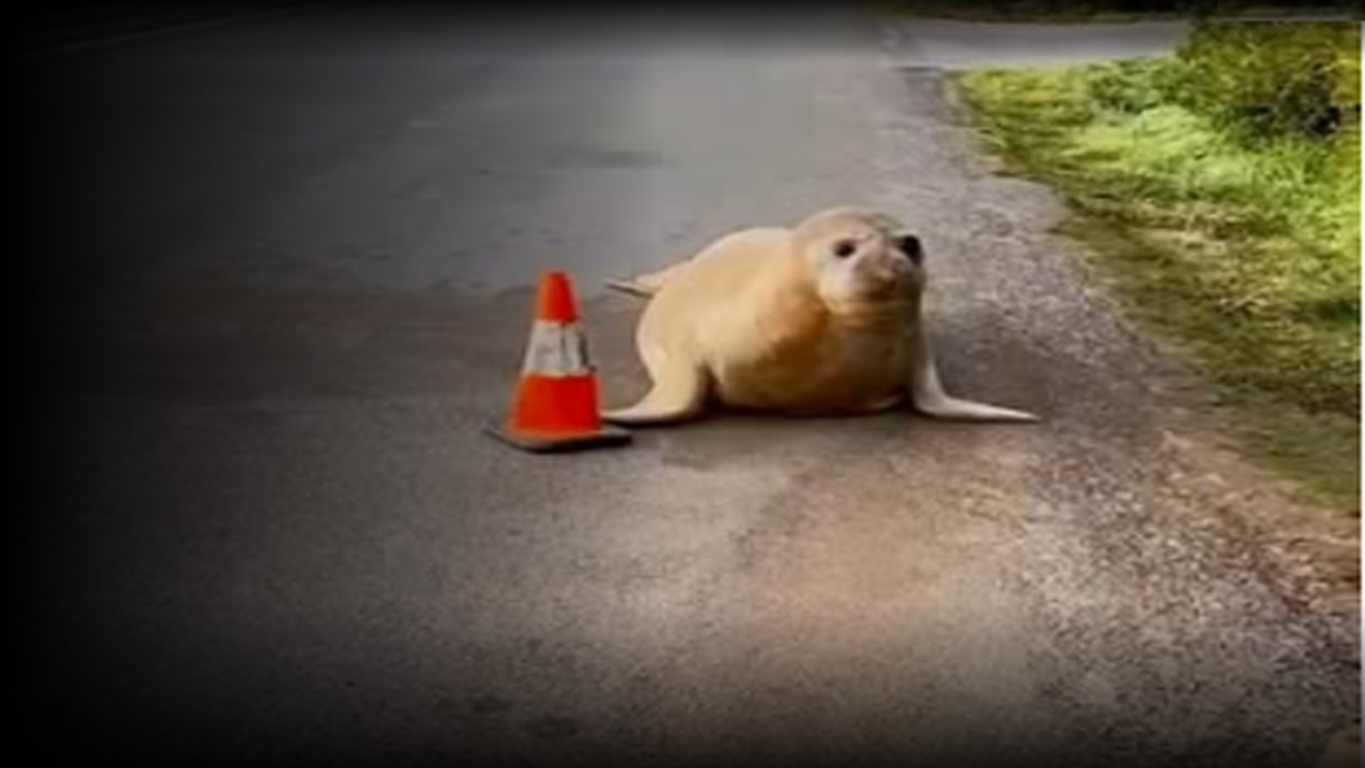Neil the Seal