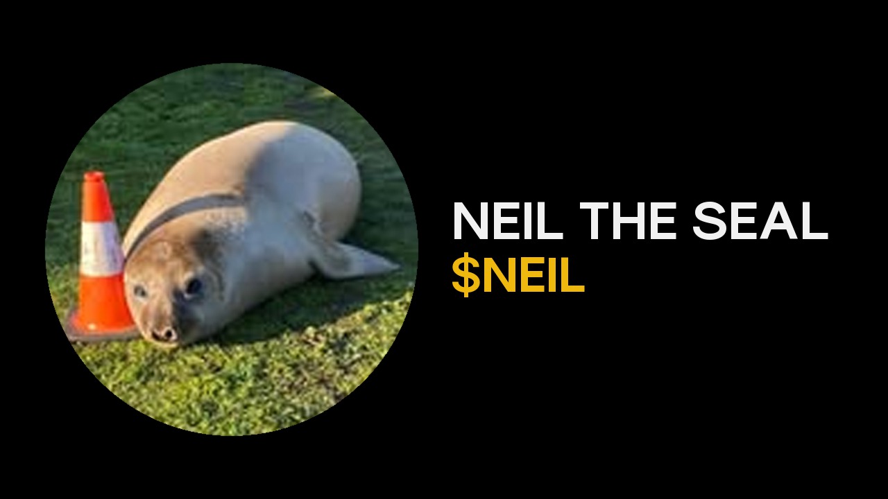 Neil the Seal