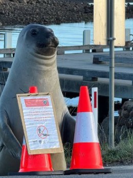 Neil the Seal sitting by the dock beside traffic cones