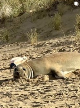 Neil the Seal lying on the beach