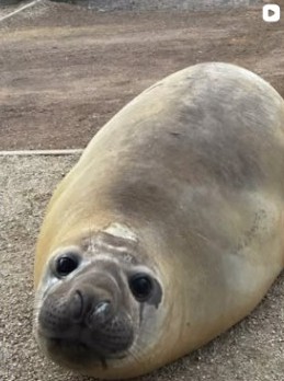 Close-up of Neil the Seal looking at the camera