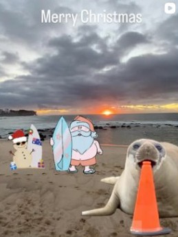 Neil the Seal on the beach at sunset with an orange cone